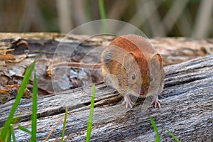 Bank vole looking for food on old wood