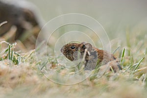 Bank Vole in a meadow. Myodes glareolus