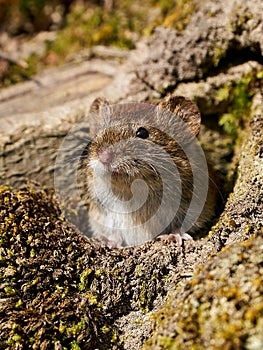 Bank vole Myodes glareolus