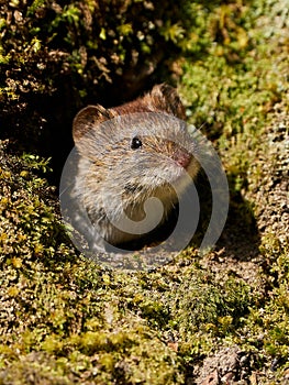 Bank vole Myodes glareolus