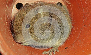 Bank vole Myodes glareolus