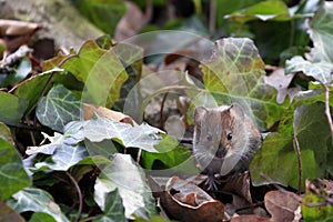 Bank vole / Myodes glareolus