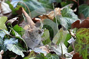 Bank vole / Myodes glareolus