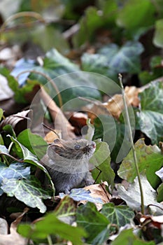 Bank vole / Myodes glareolus