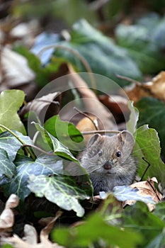 Bank vole / Myodes glareolus