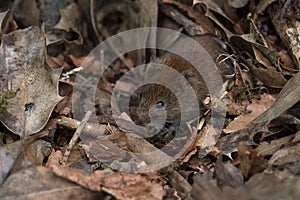 Bank Vole Myodes glareolus