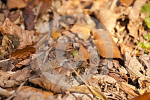 Bank vole / Myodes glareolus camouflaged in autumn