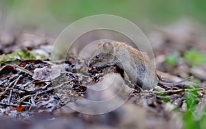 Bank vole myodes glareolus crawling over old deadwood branch and leaves on summer forest floor