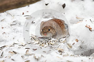 Bank vole (Myodes glareolus) feeding on the sunflower seeds in the snow under the bird feeder.