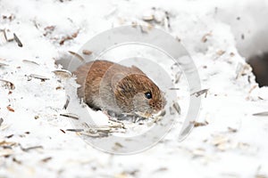 Bank vole (Myodes glareolus) feeding on the sunflower seeds under the bird feeder.