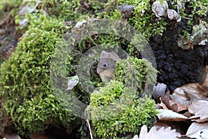 Bank Vole & x28;Myodes glareolus; formerly Clethrionomys glareolus& x29; Germany