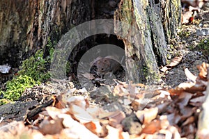 Bank Vole & x28;Myodes glareolus; formerly Clethrionomys glareolus& x29; Germany