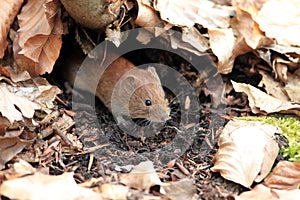 Bank Vole & x28;Myodes glareolus; formerly Clethrionomys glareolus& x29; Germany