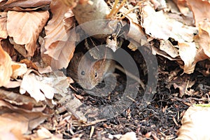 Bank Vole & x28;Myodes glareolus; formerly Clethrionomys glareolus& x29; Germany