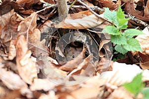 Bank Vole & x28;Myodes glareolus; formerly Clethrionomys glareolus& x29; Germany