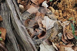 Bank Vole & x28;Myodes glareolus; formerly Clethrionomys glareolus& x29; Germany