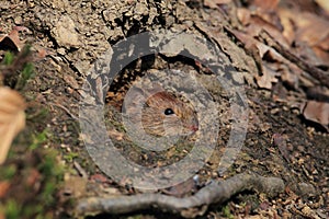 Bank Vole & x28;Myodes glareolus; formerly Clethrionomys glareolus& x29; Germany