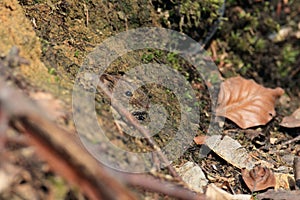 Bank Vole & x28;Myodes glareolus; formerly Clethrionomys glareolus& x29; Germany