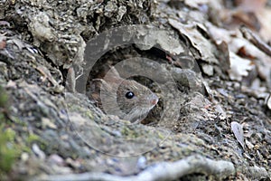 Bank Vole & x28;Myodes glareolus; formerly Clethrionomys glareolus& x29; Germany