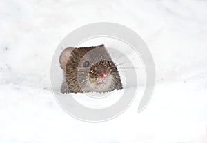 Bank vole Myodes glareolus peeking from a hole in the snow.