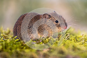 Bank vole in natural environment