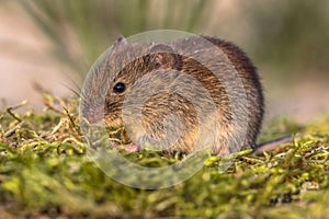 Bank vole in natural moss vegetation