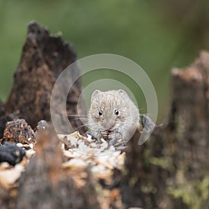 Bank vole rodent Myodes Glareoleus in decaying tree stump in for