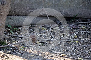 Bank Vole rooting around the canopy floor