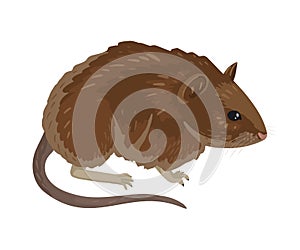 Bank vole. Small vole with red-brown fur walking, cartoon drawing on a white background, children's character