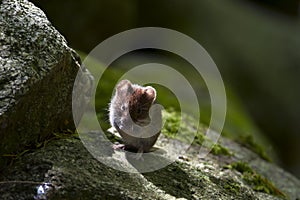 Bank vole on a stone, Vosges, France