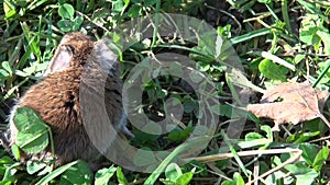 Bank vole on sunny day in field between grass