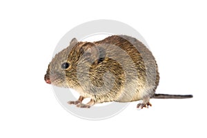 Bank vole walking on white background