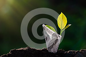 Banknotes tree Image of bank note with plant growing on top for business green natural background money saving and investment fina