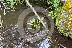 mountain river swift current, whirlpools in the flow of water in a granite canyon photo