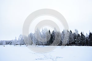 On the banks of the snow pond forest, landscape Park tree branches in the ice. Frozen pond pond field. Cloudy