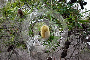 Banksia aemula blossom Woodgate Beach Queensland