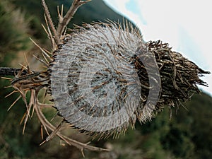 Banksia baxteri on blurred background