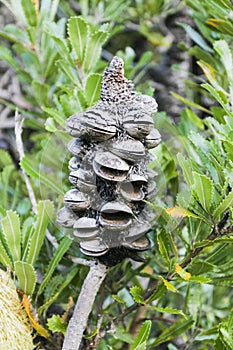 Banksia. Booderee National Park. NSW. Australia.