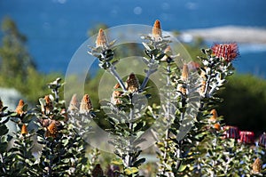 Banksia coccinea bush in flower with ocean in background