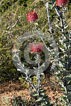 Banksia coccinea bush in flower