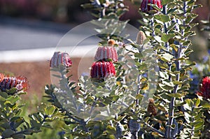 Banksia coccinea bush in flower