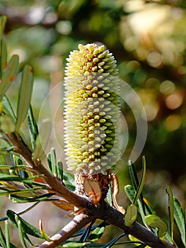 Banksia cone flower