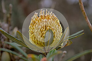 Banksia Flower