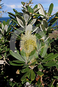 Banksia flower