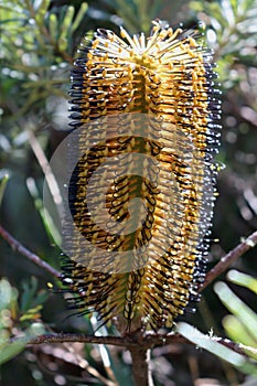 Banksia flower