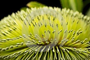 Banksia Flower Closeup