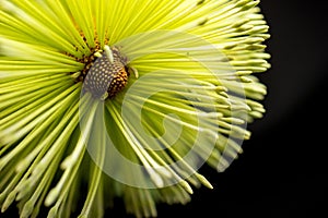 Banksia Flower Macro Black Background