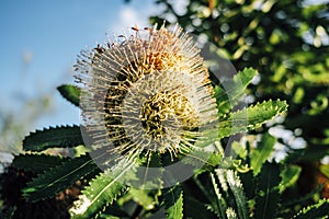 Banksia Flower Macro natural Background