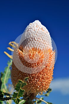 Banksia Flower,Wildflower,West Australia photo