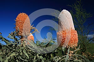 Banksia Flower,Wildflower, Western Australia photo